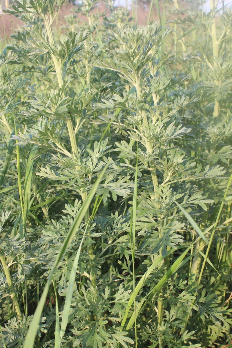 Absinthium photo 5
