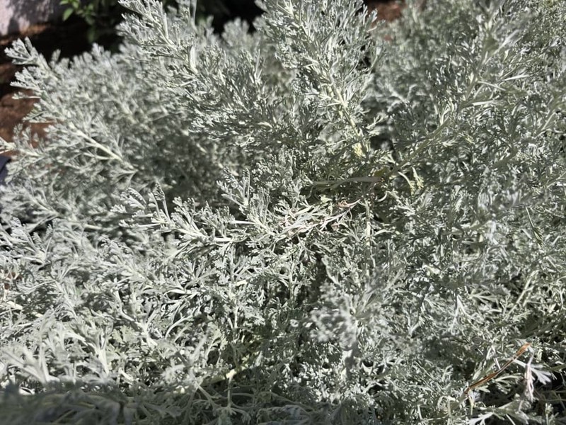 Artemisia abyssinica photo 2