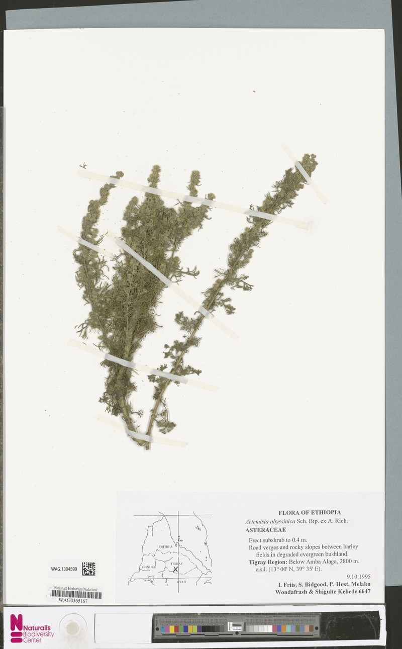 Artemisia abyssinica photo 3