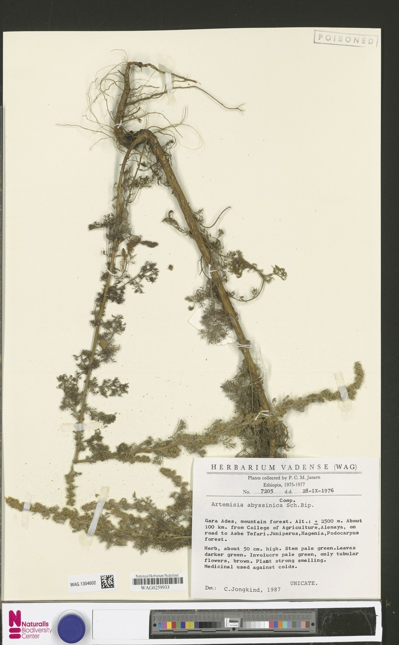 Artemisia abyssinica photo 4