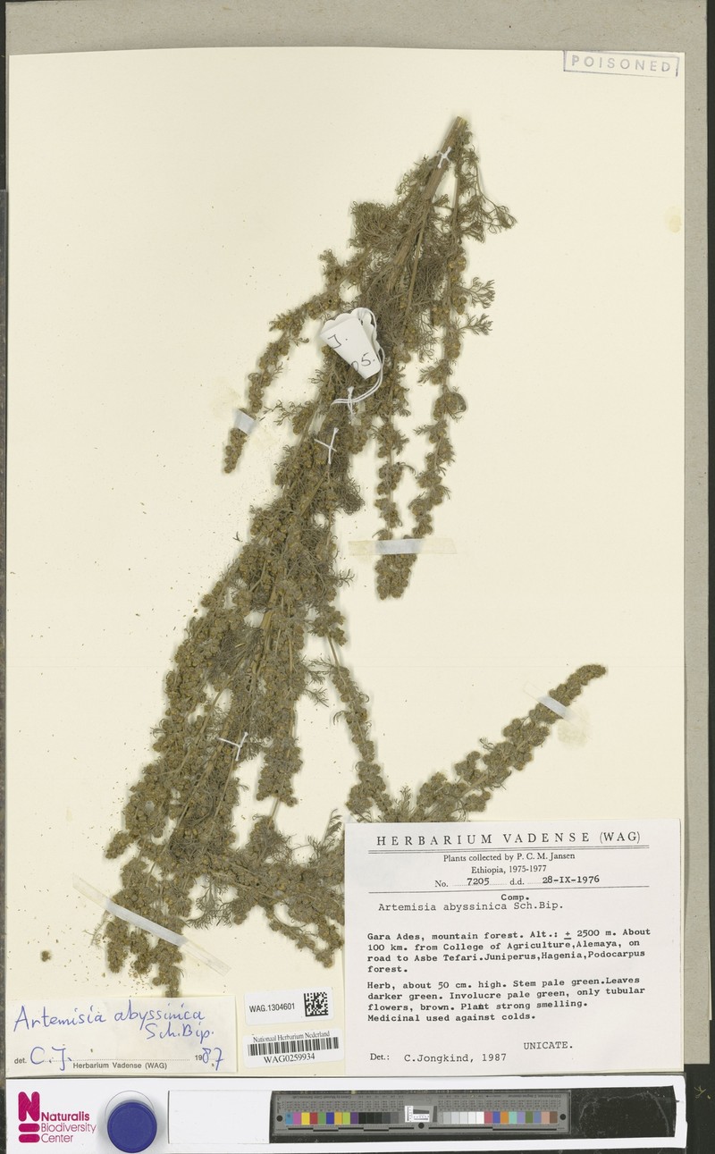Artemisia abyssinica photo 5