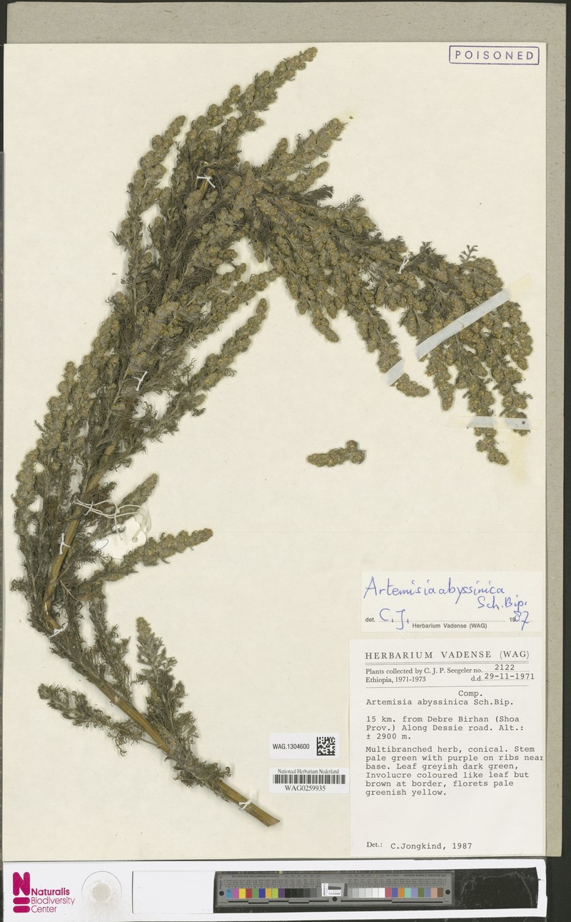 Artemisia abyssinica photo 6