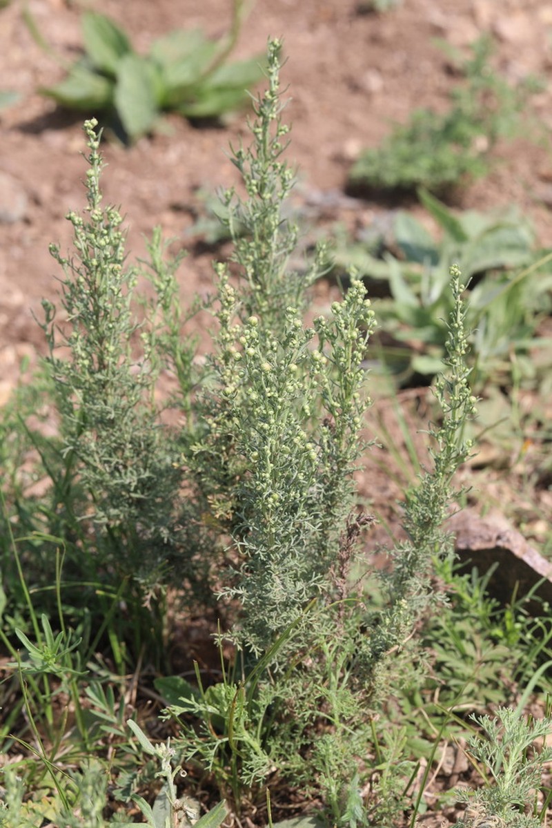 Artemisia adamsii