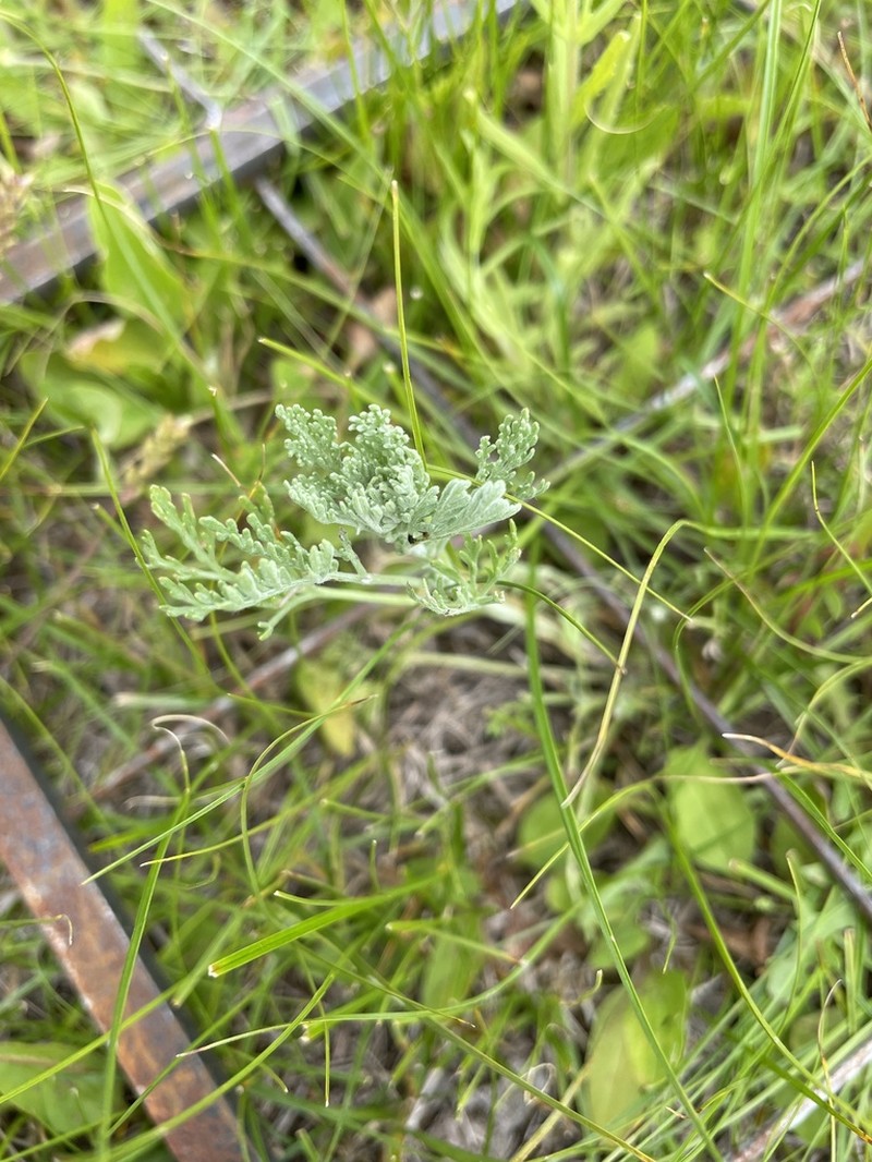 Artemisia adamsii photo 2