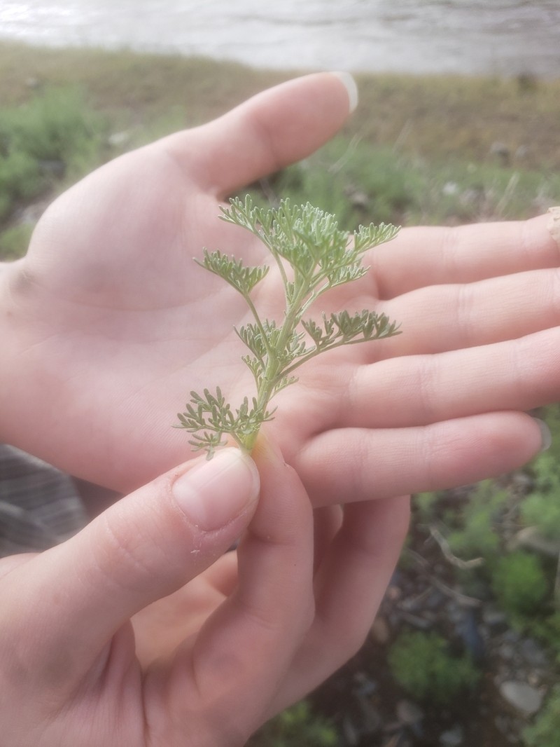 Artemisia adamsii photo 3