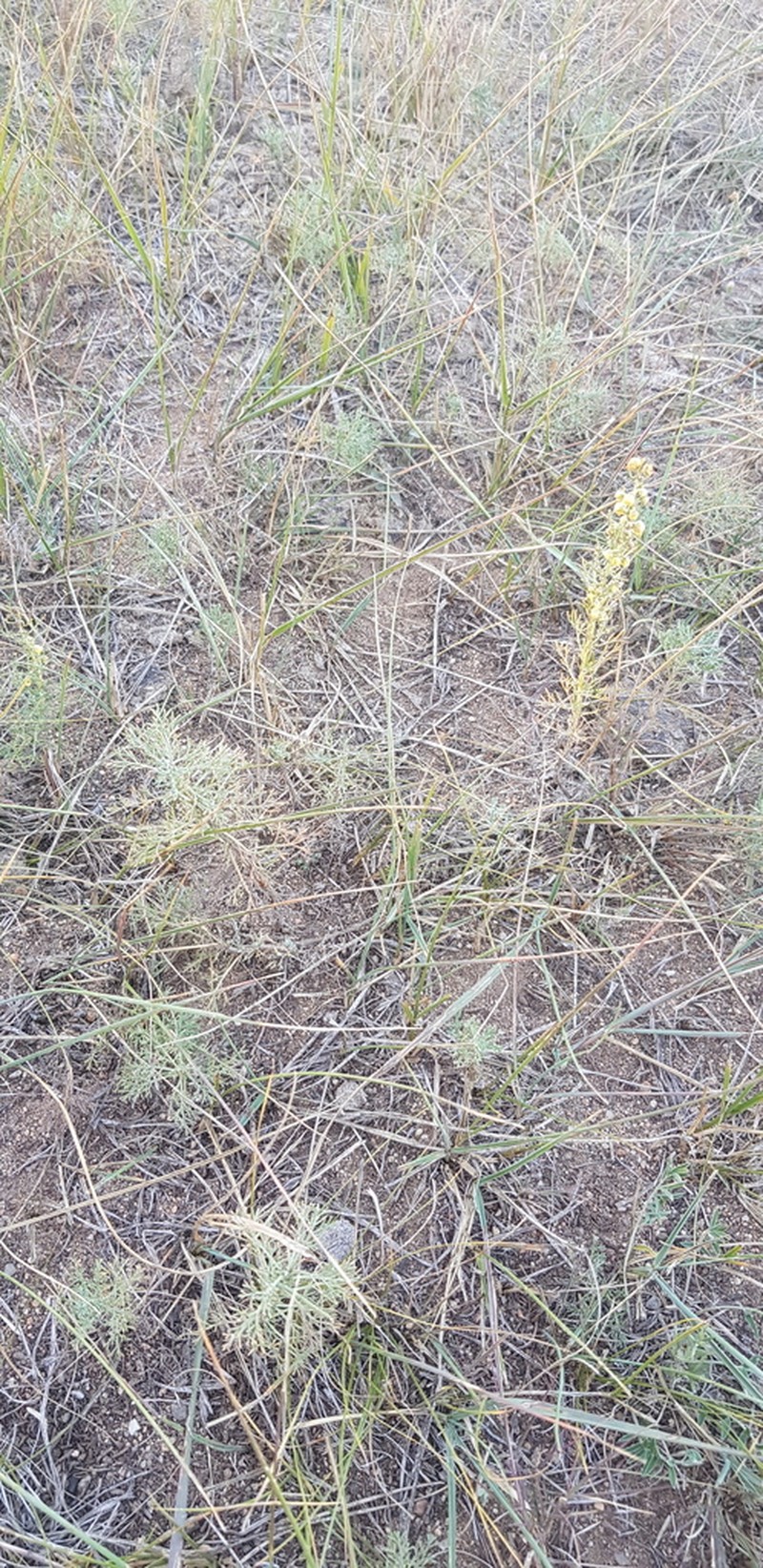 Artemisia adamsii photo 4
