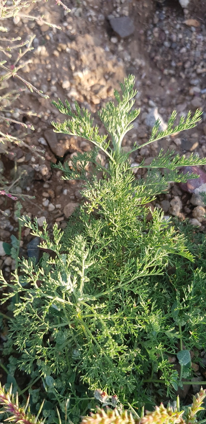 Artemisia adamsii photo 5