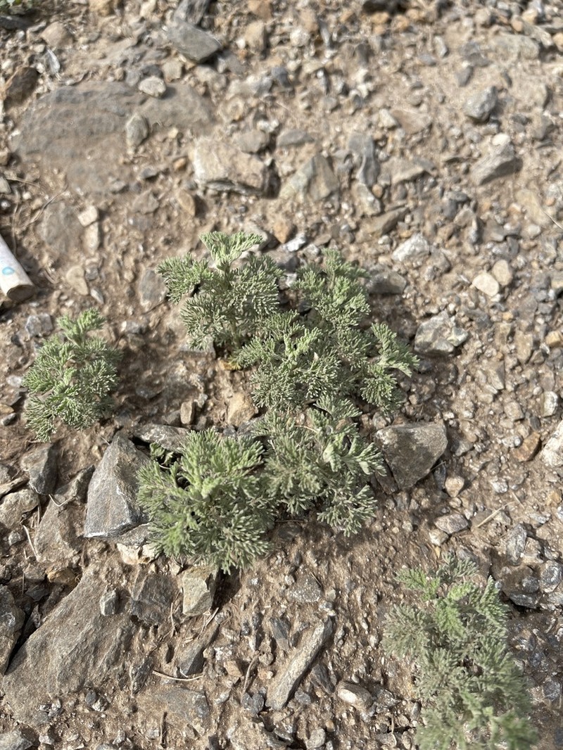 Artemisia adamsii photo 6