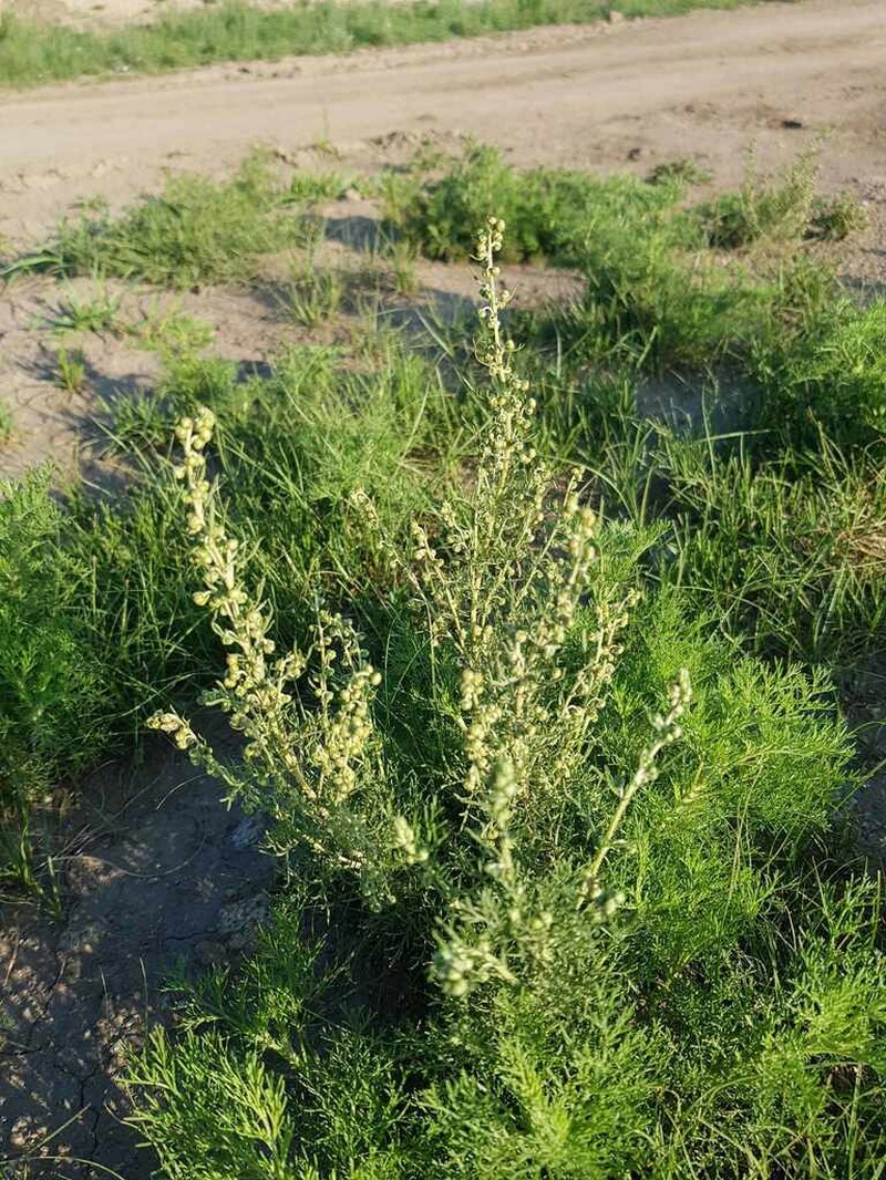 Artemisia adamsii photo 7