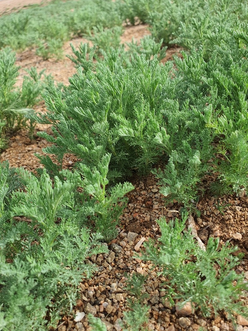 Artemisia adamsii photo 8