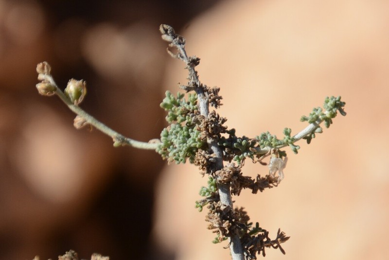 Artemisia aethiopica
