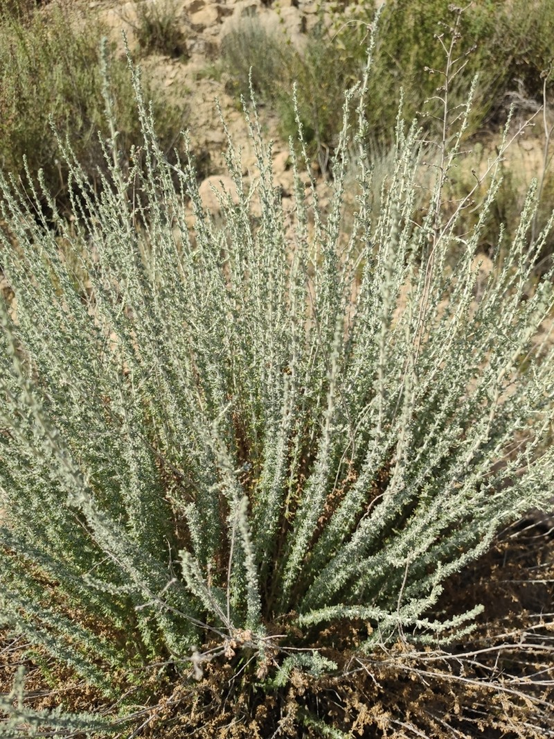 Artemisia aethiopica photo 2