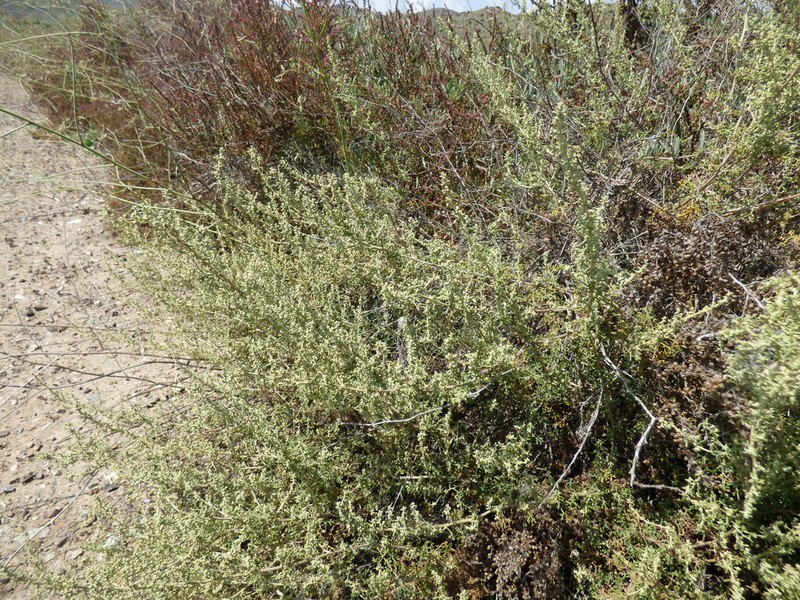 Artemisia aethiopica photo 3