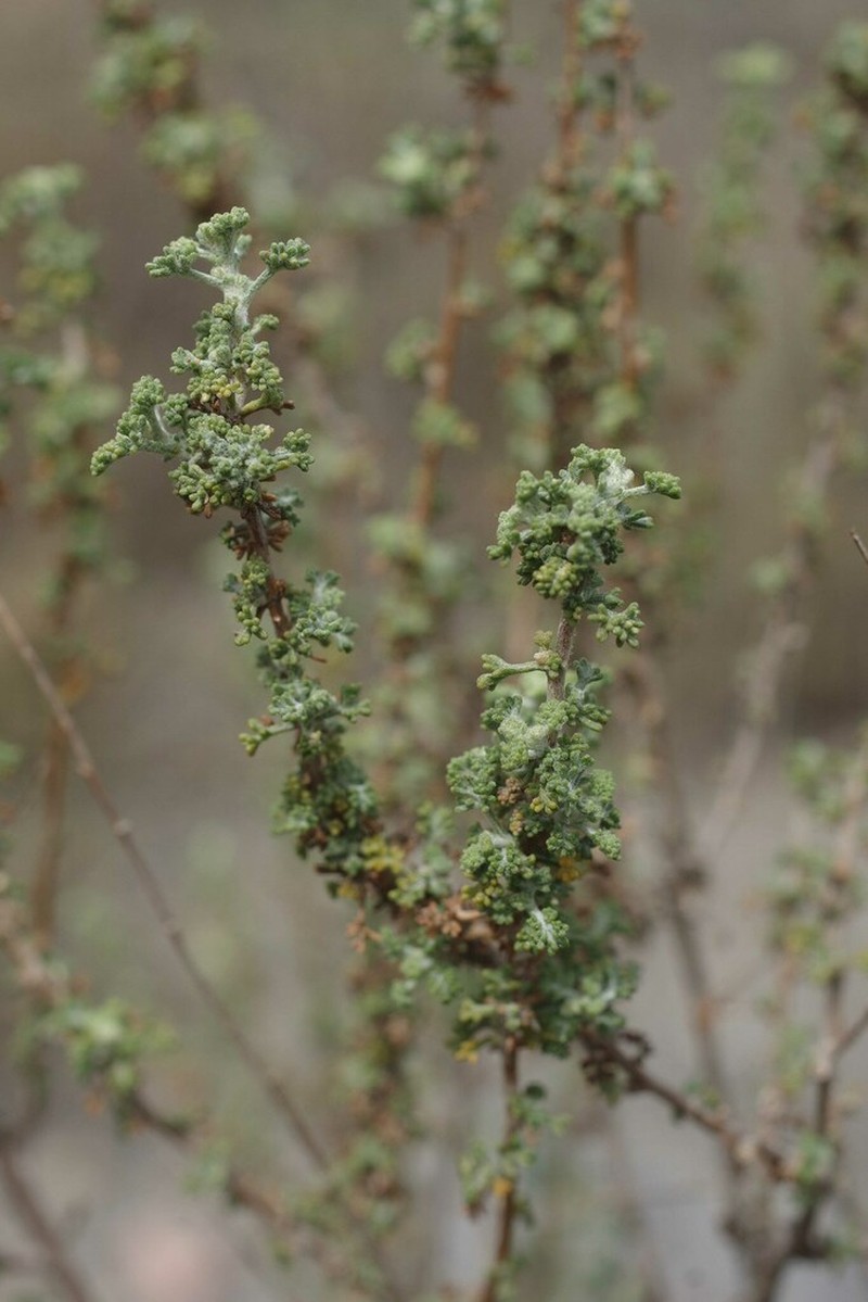 Artemisia aethiopica photo 4