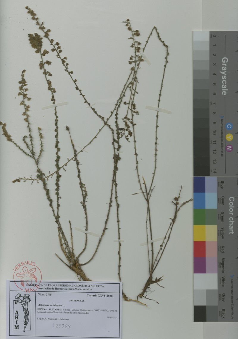 Artemisia aethiopica photo 5
