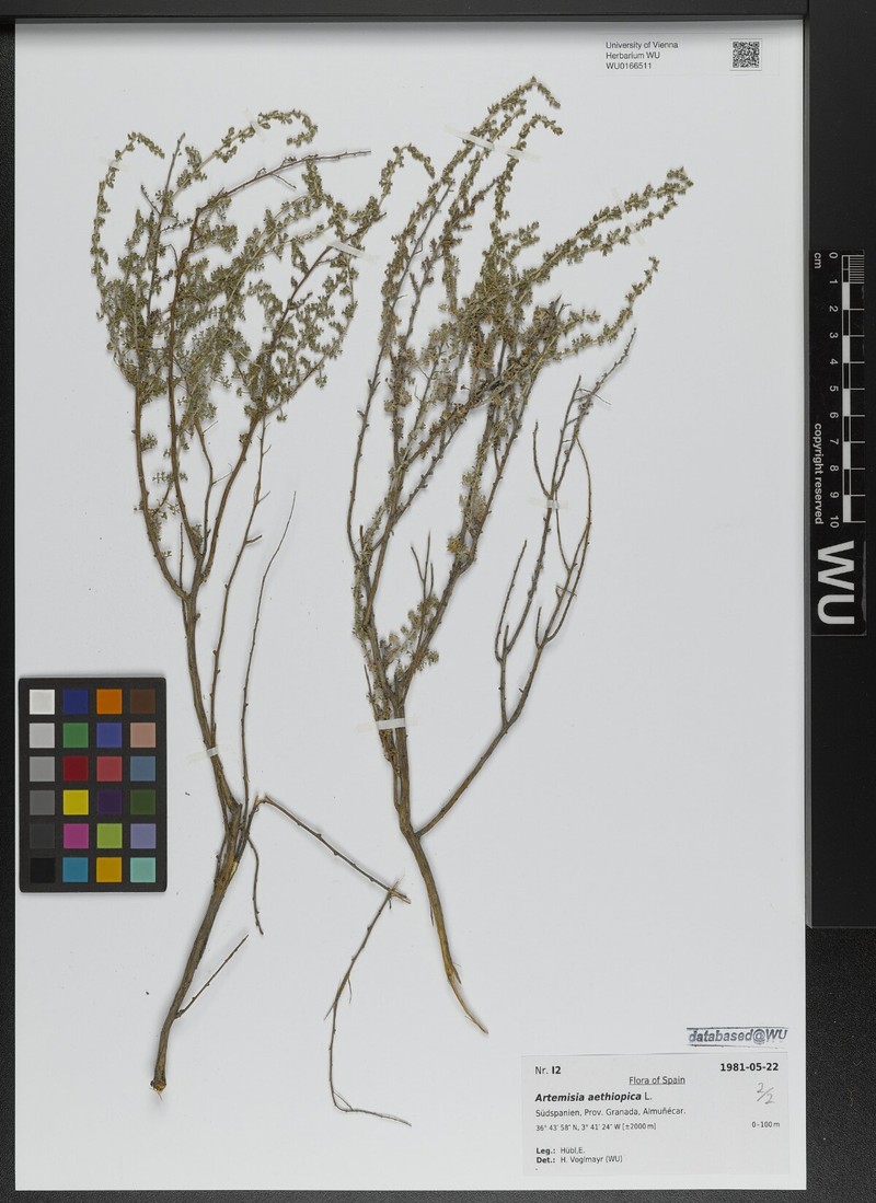 Artemisia aethiopica photo 6