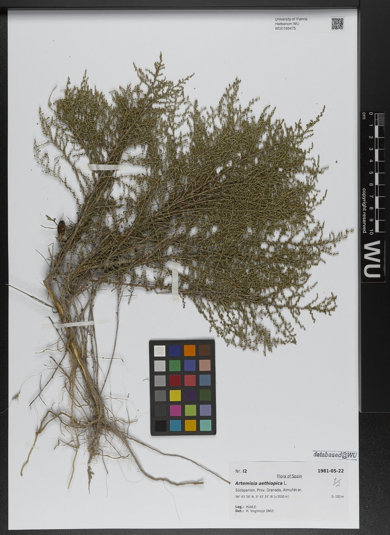Artemisia aethiopica photo 7