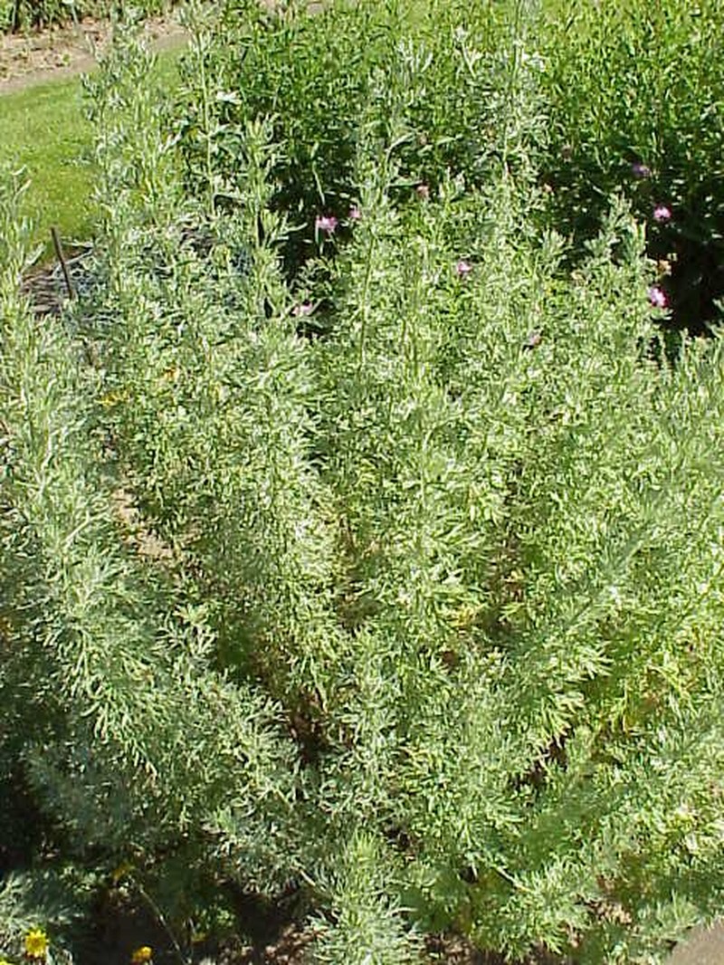 Artemisia aethiopica