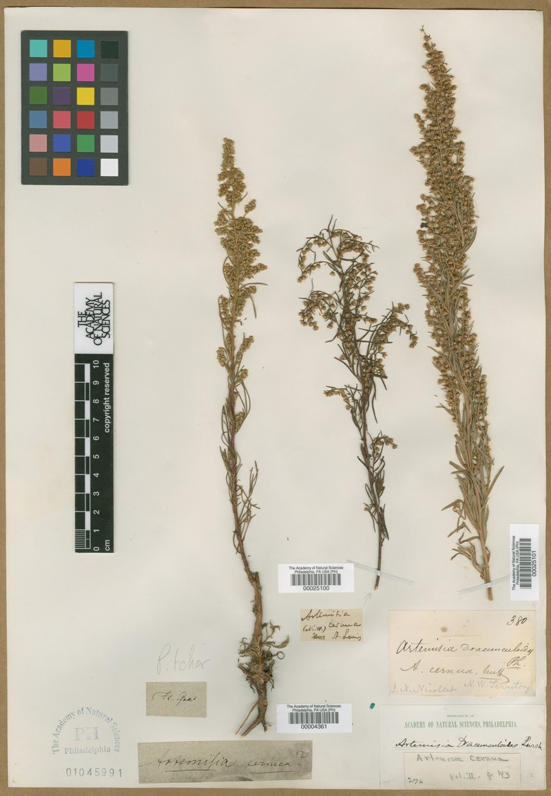 Artemisia aethiopica photo 2