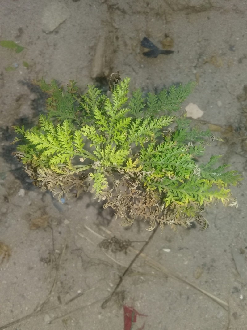 Artemisia afra photo 2