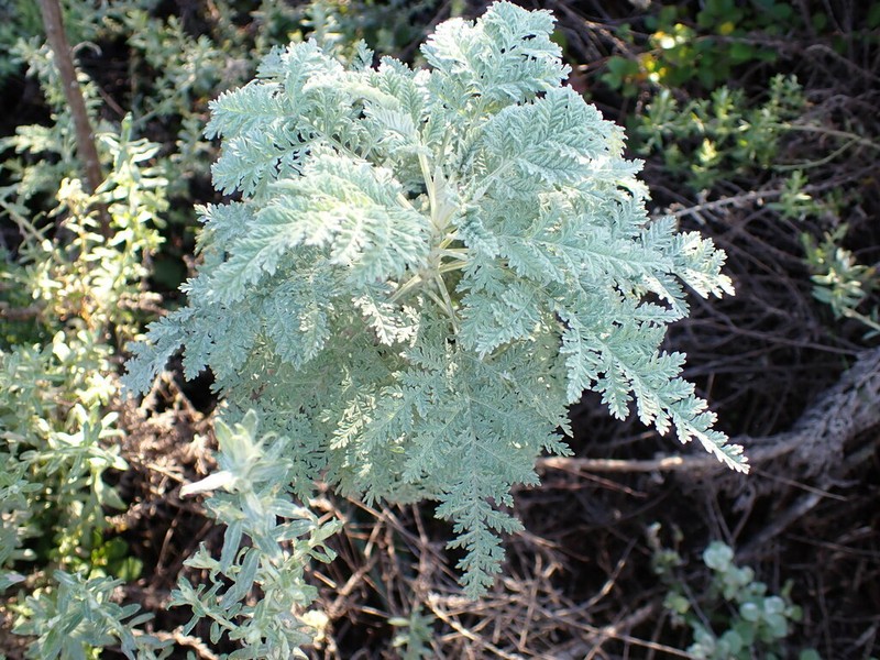 Artemisia afra photo 3