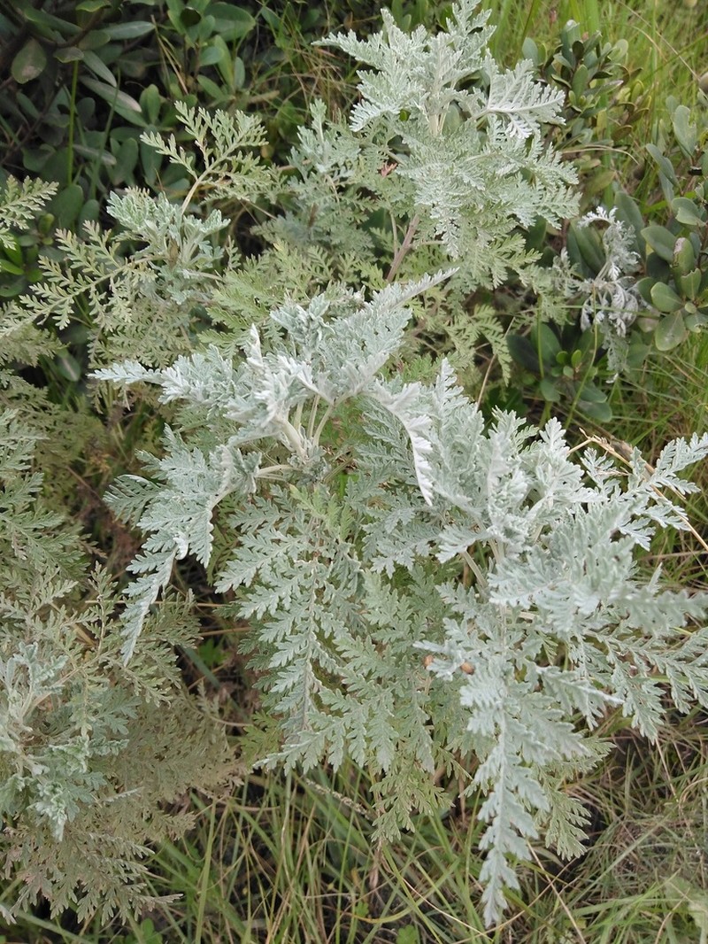 Artemisia afra photo 5