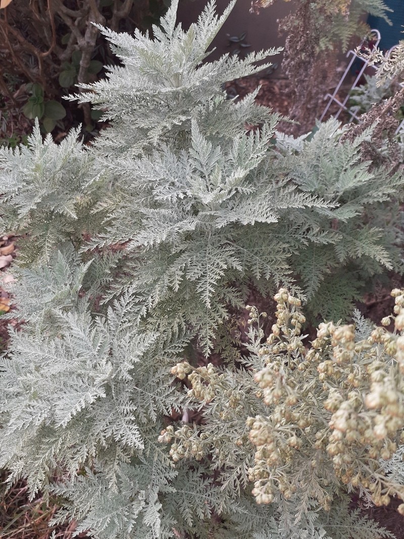 Artemisia afra photo 6