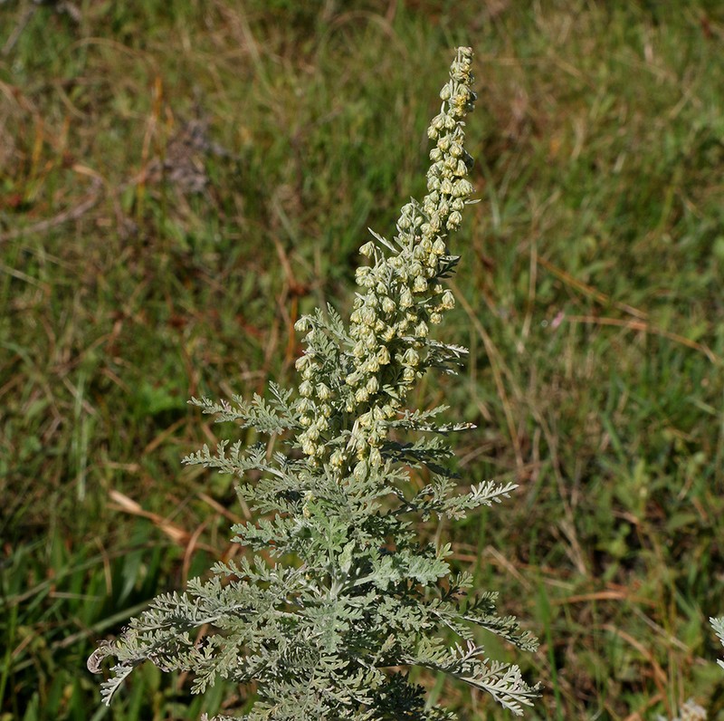 Artemisia afra photo 7