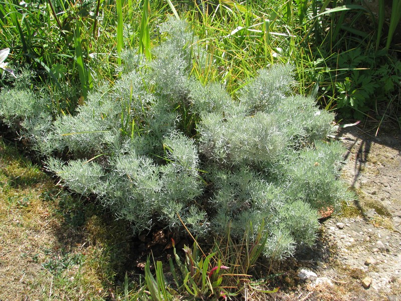 Artemisia alba