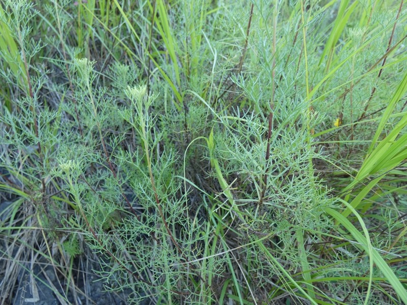 Artemisia alba photo 2