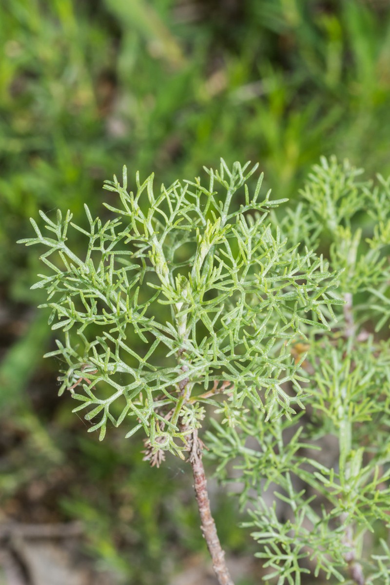 Artemisia alba photo 3