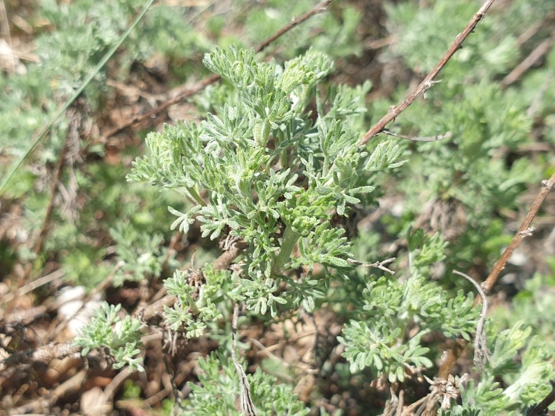 Artemisia alba photo 4
