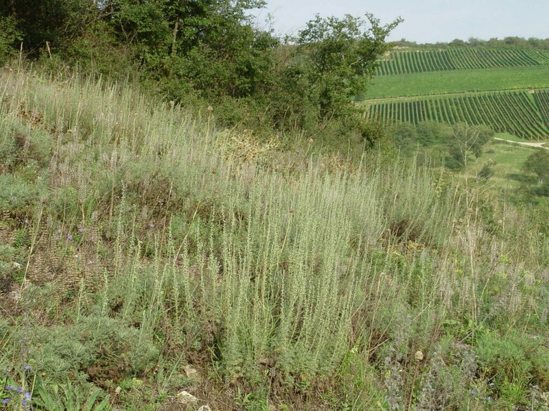 Artemisia alba photo 5