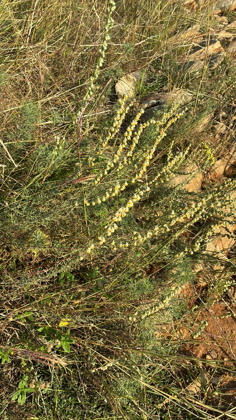 Artemisia alba photo 6