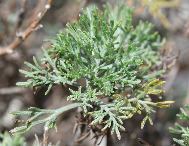Artemisia alba photo 7