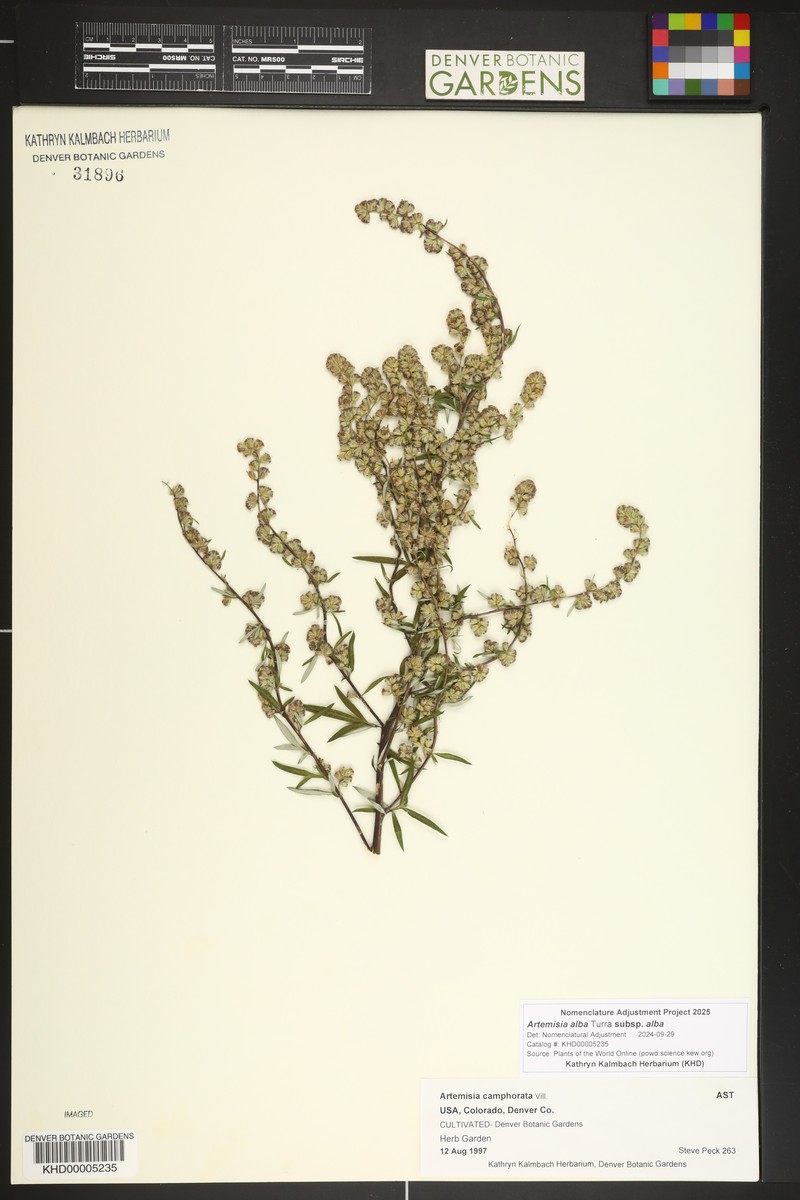 Artemisia alba subsp. alba