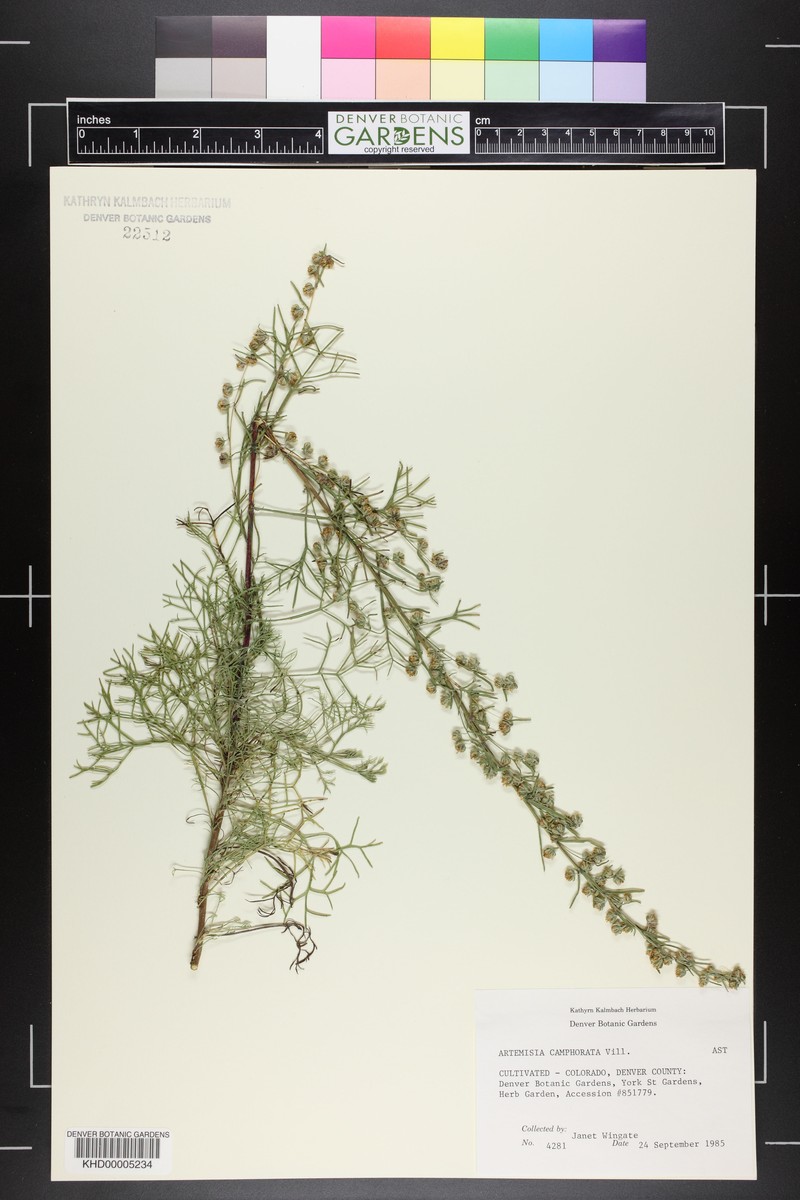 Artemisia alba subsp. alba photo 2
