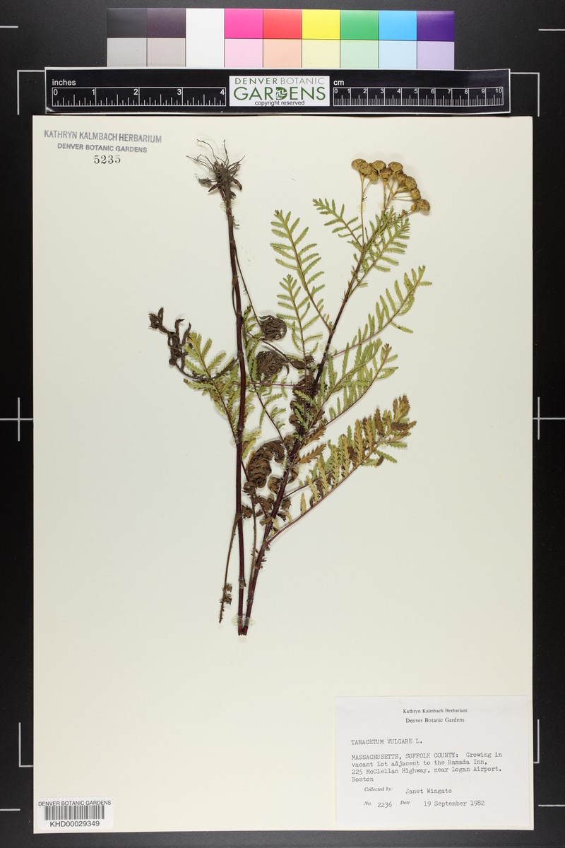 Artemisia alba subsp. alba photo 3