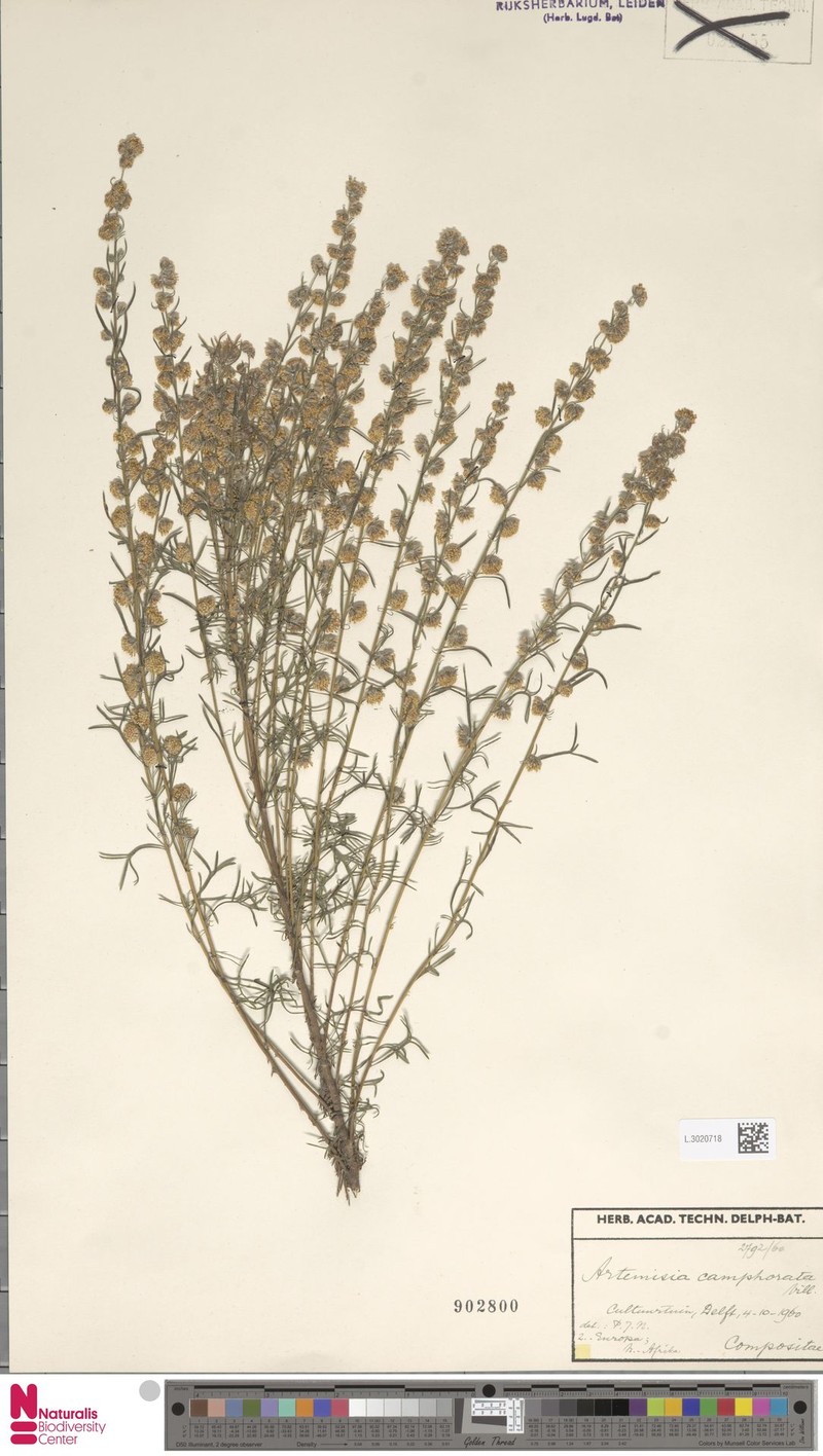Artemisia alba subsp. alba photo 4