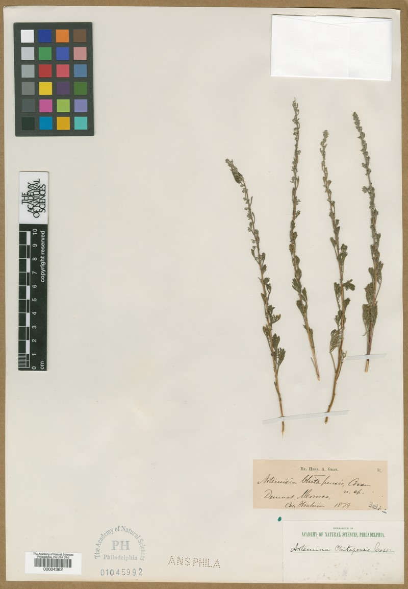 Artemisia alba subsp. chitachensis
