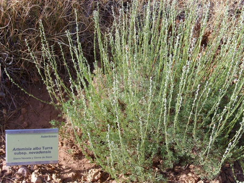 Artemisia alba subsp. nevadensis