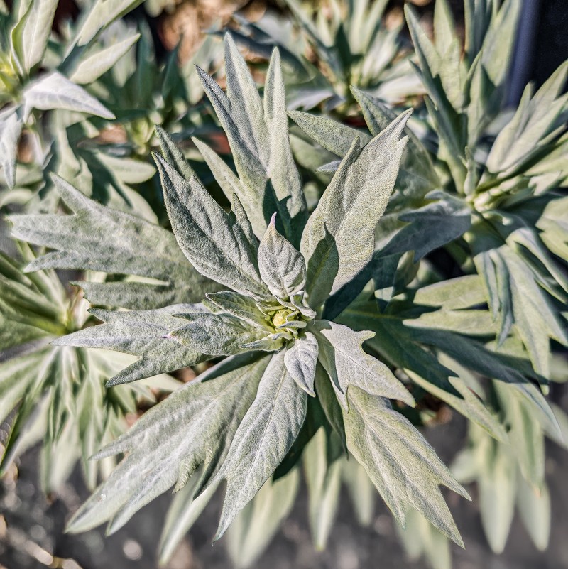 Gray Chickensage