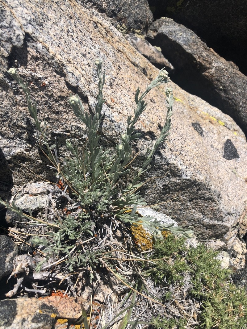 Gray Chickensage photo 2