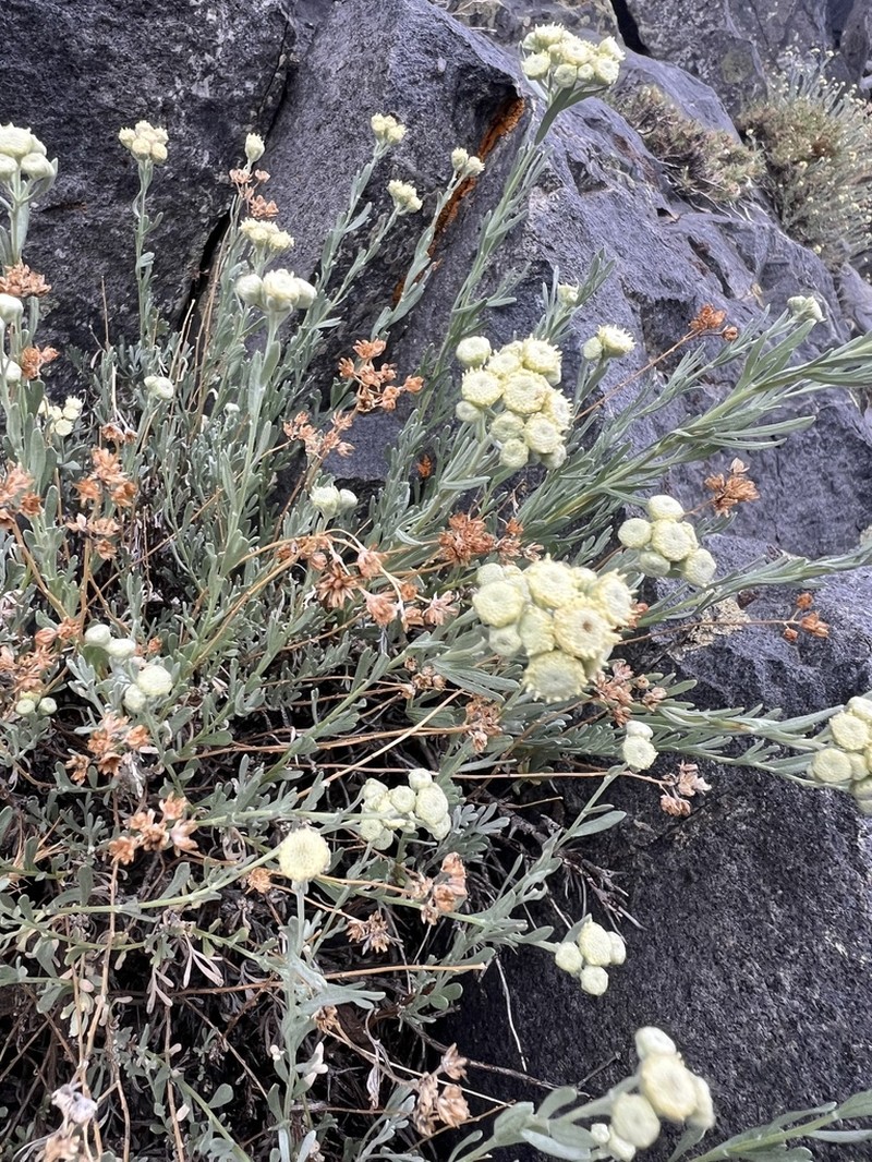 Gray Chickensage photo 3