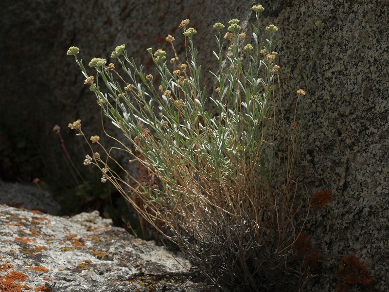 Gray Chickensage photo 4