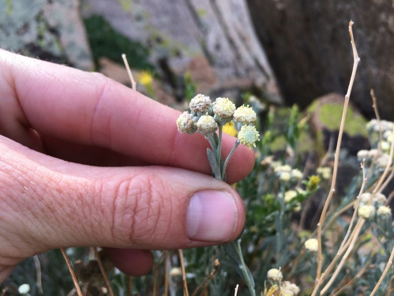 Gray Chickensage photo 5