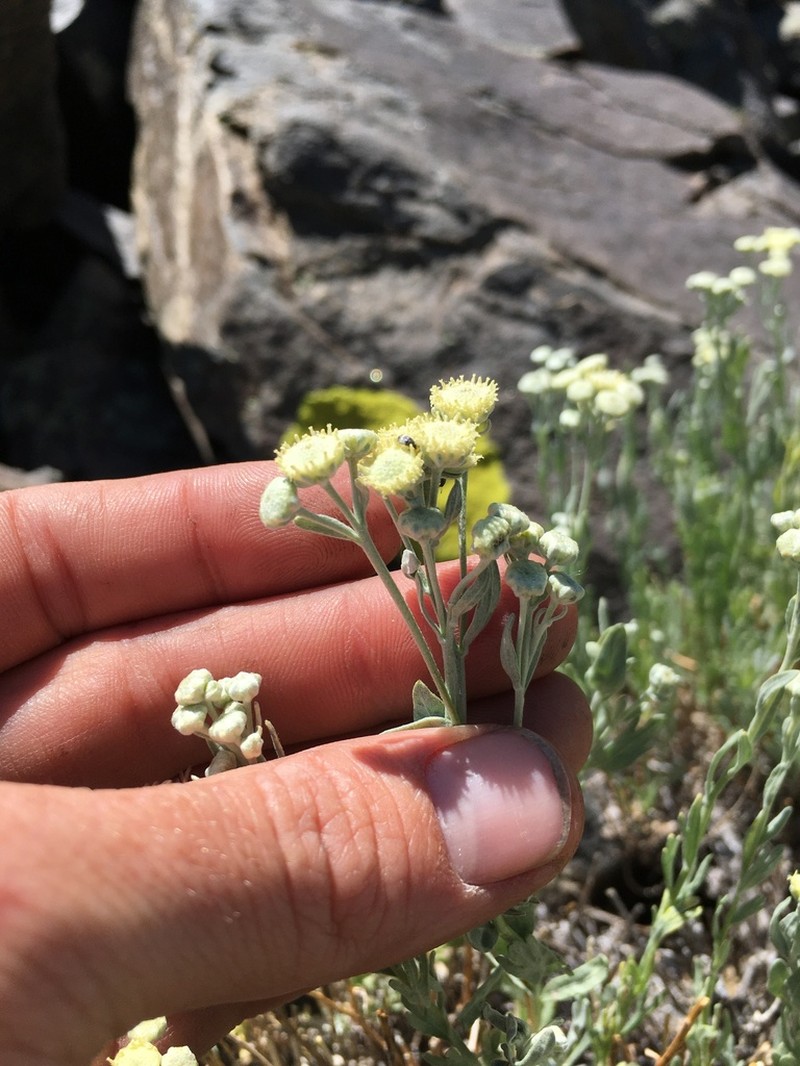 Gray Chickensage photo 6