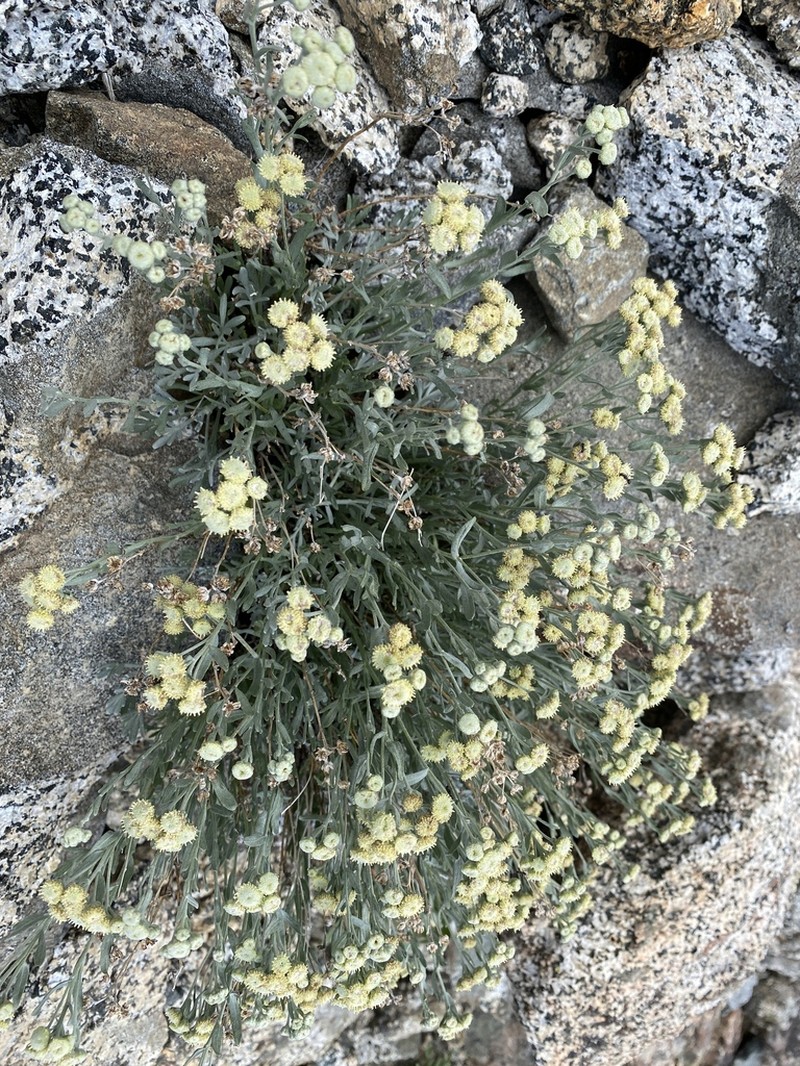Gray Chickensage photo 7