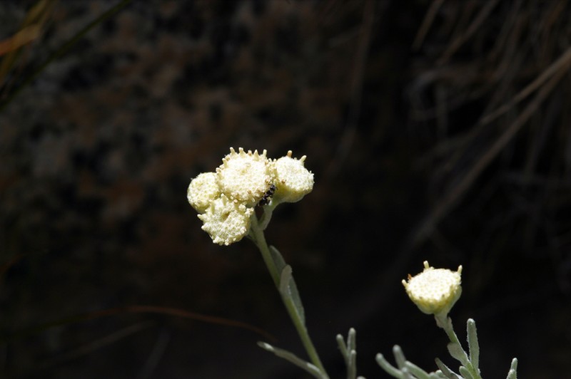 Gray Chickensage photo 8