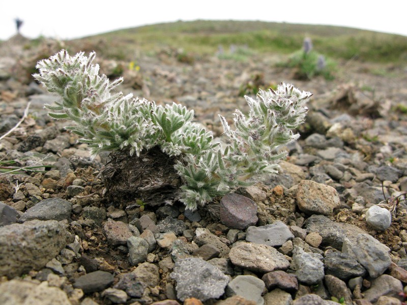 Aleutian Wormwood photo 2